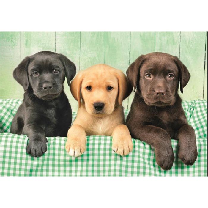 CLEMENTONI - CLEMENTONI Pussel 1000 Pcs CB High Quality Collection Three Labs