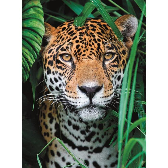 CLEMENTONI - CLEMENTONI Pussel 500 Pcs CB High Quality Collection Jaguar in the Jungle