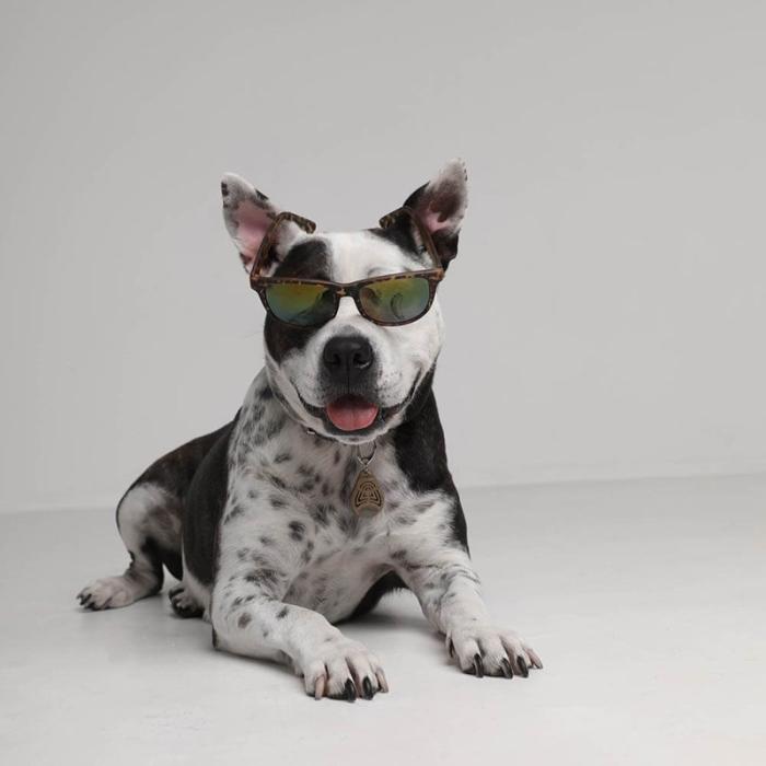 Tickless - TICKLESS Fästingskydd ECOPET