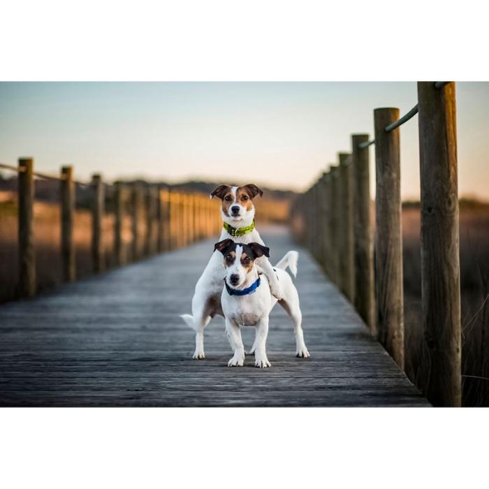 Tickless - TICKLESS Fästingskydd JK9 Outdoor Halsband Blå