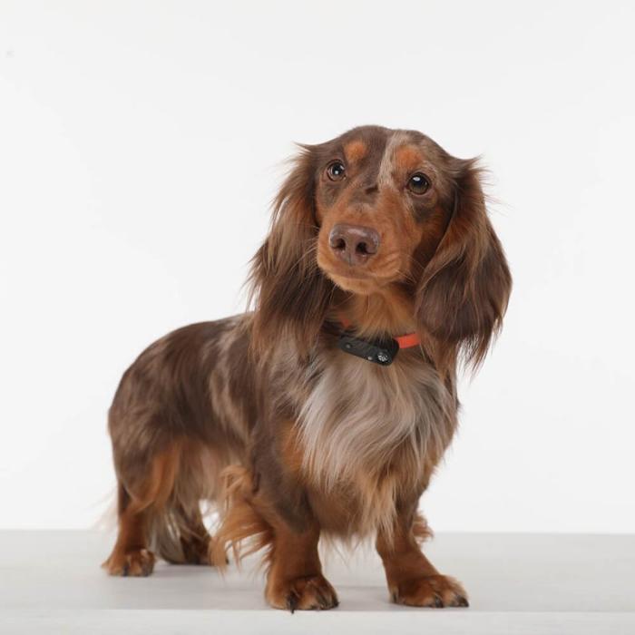 Tickless - TICKLESS Fästingskydd Mini Hund