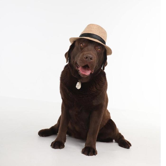 Tickless - TICKLESS Fästingskydd Pet Beige