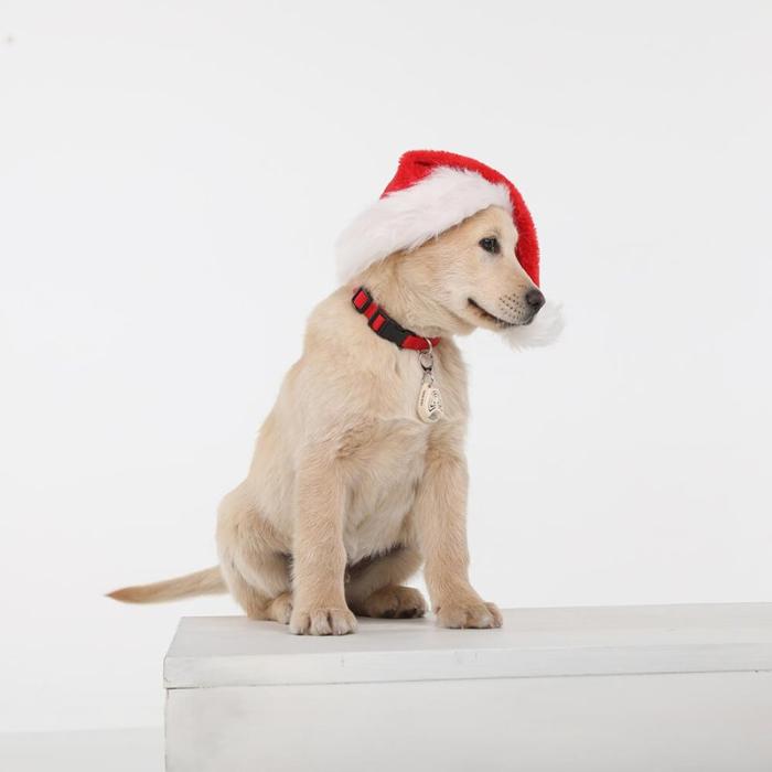 Tickless - TICKLESS Fästingskydd Pet Beige