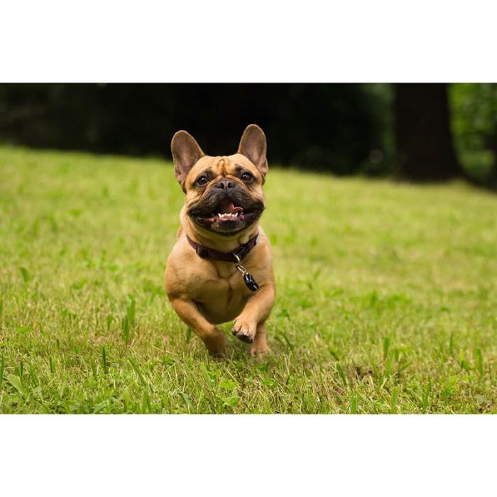 Tickless - TICKLESS Fästingskydd Pet Svart