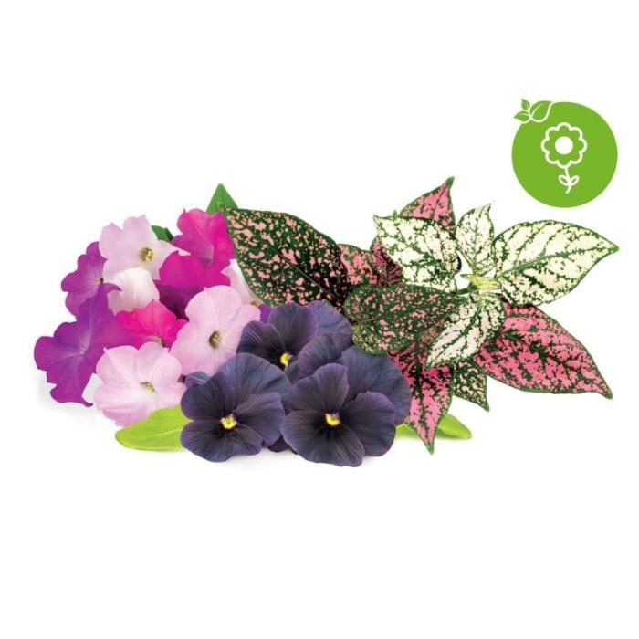 Click and Grow - Click and Grow Smart Garden Refill 9-pack