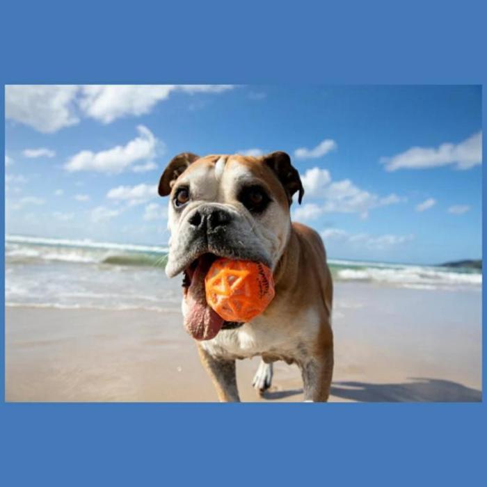 Waboba - Waboba Woofpack Hundset 2x Bollar 1x Frisbee