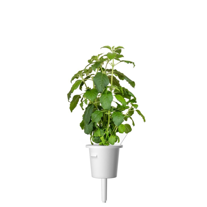 Click and Grow - Click and Grow Smart Garden Refill 3-pack - Helig basilika