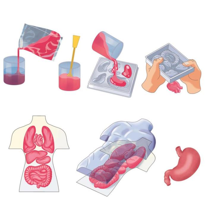 CLEMENTONI - CLEMENTONI Mini Squishy Organs
