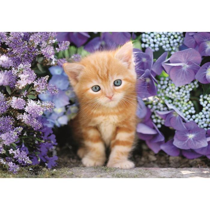 CLEMENTONI - CLEMENTONI Pussel 500 Pcs CB High Quality Collection Ginger Cat