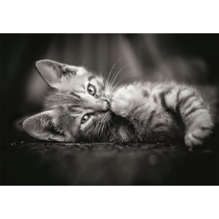CLEMENTONI - CLEMENTONI Pussel 1000 Pcs CB High Quality Collection Kitty