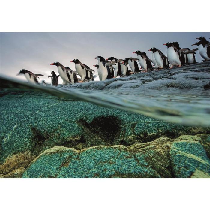 CLEMENTONI - CLEMENTONI Pussel 1000 Pcs CB High Quality Collection Penguins