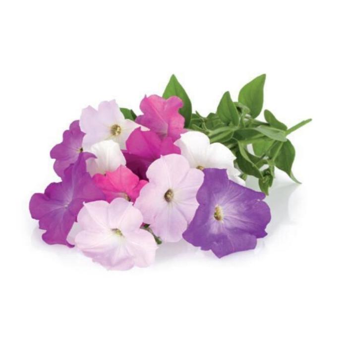 UTGATT1 - Click and Grow Smart Garden Refill 3-pack - Petunia