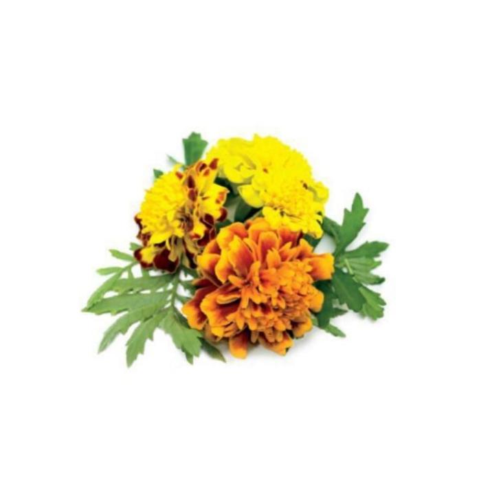 UTGATT5 - Click and Grow Smart Garden Refill 3-pack - Tagetes