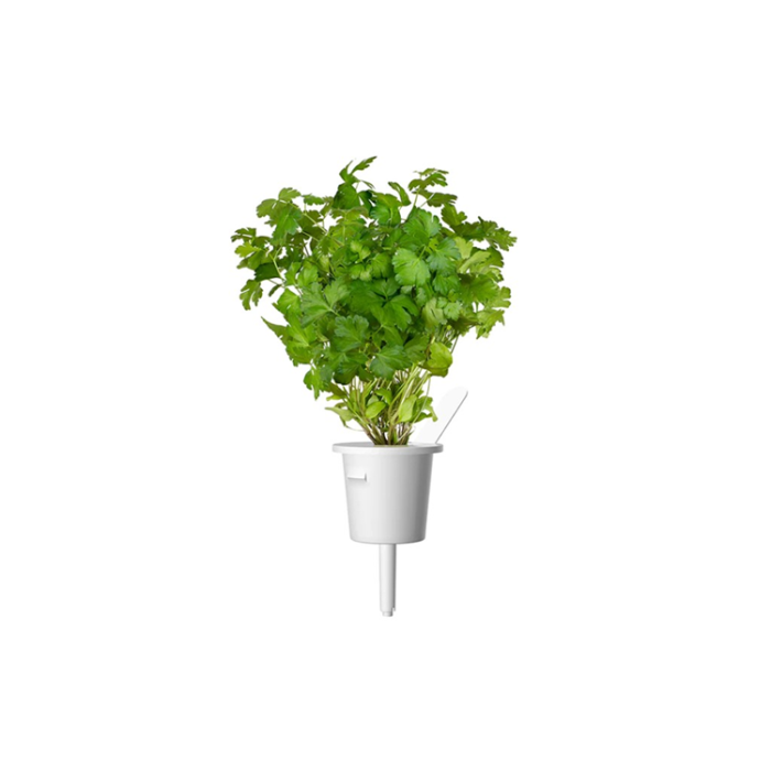 Click and Grow - Click and Grow Smart Garden Refill 3-pack - Persilja